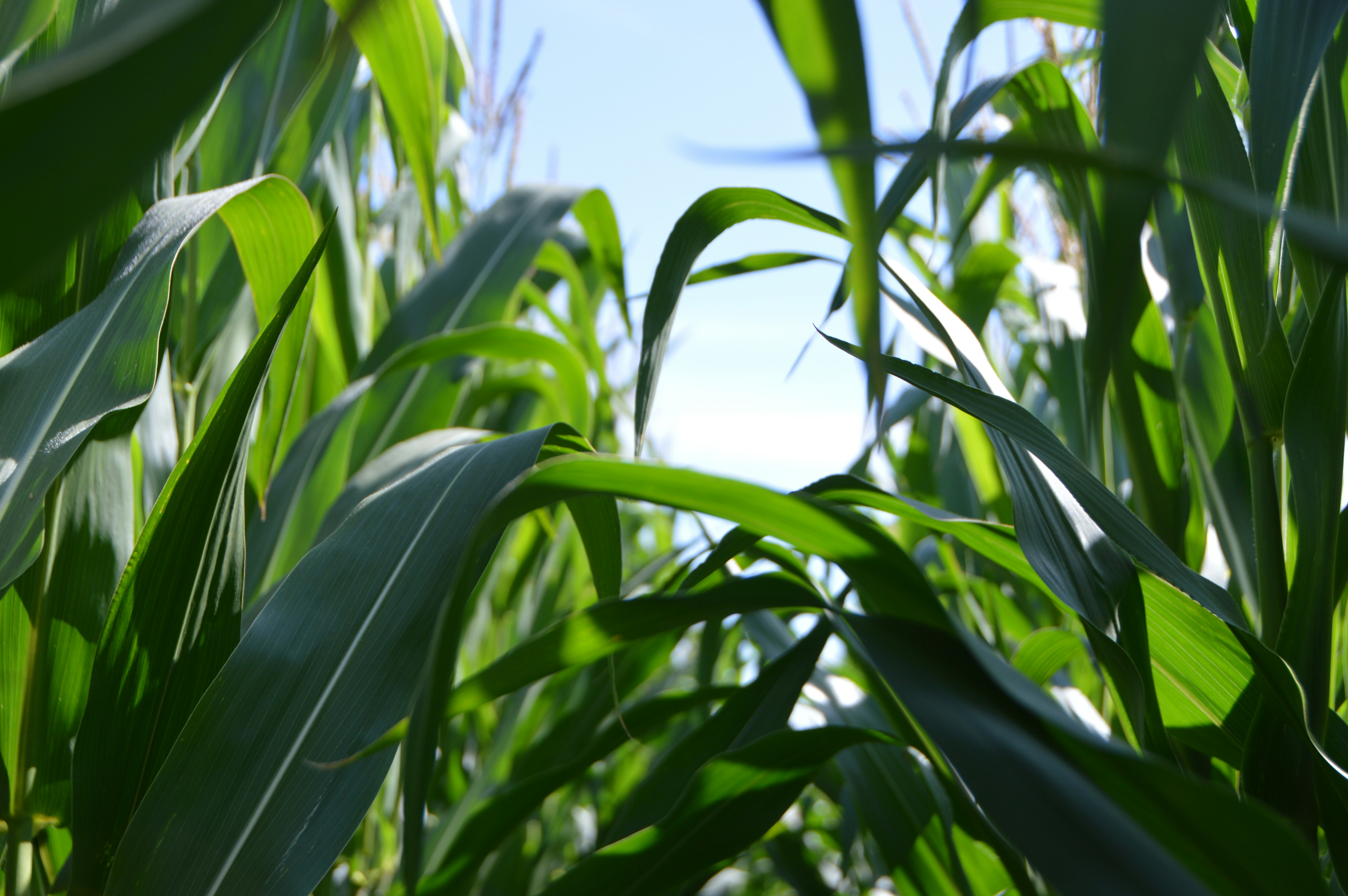 Cornfield